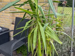 Yucca Palme 1,5m