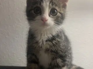 2 søde kattekillinger 