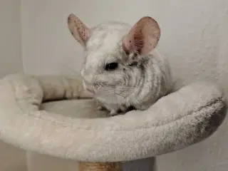 Pink White, Chinchilla Hun🌸