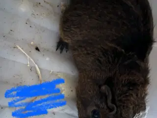 Marsvin drenge unger og nesten voksne 