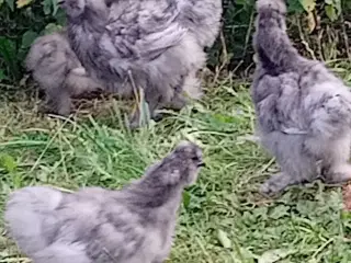 Flotte unge Silke haner 