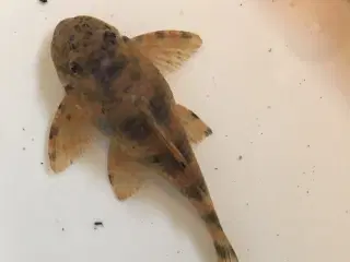 Peckoltia sabaji L075