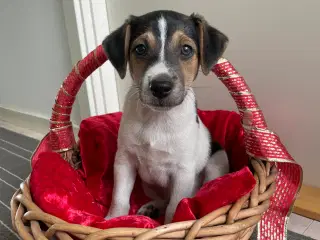 Dansk svensk Gårdhunde hvalpe