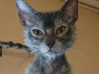 Lykoi ( Werewolf cat )