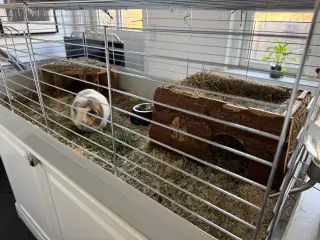 Marsvinet Karla søger nyt hjem ( bur medfølger )