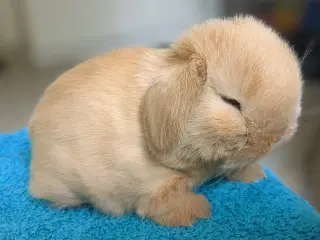 Minilop kaninunge sælges 
