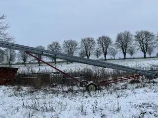 Hutchinson kornsnegl