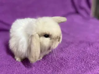 Mini lop