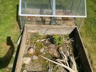 Landskildpadder unger