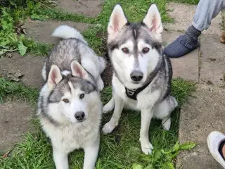 Husky hvalpe 