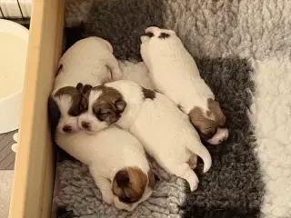 Jack Russel Terrier Hvalpe Med Stamtavle