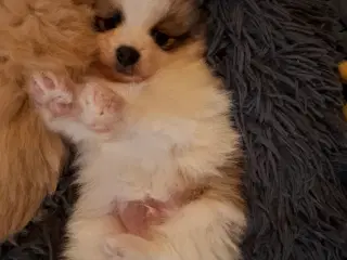 2 lækkerer pommeranian drenge klar til nyt fanilie