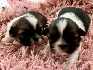 Allergivenlige hundehvalpe