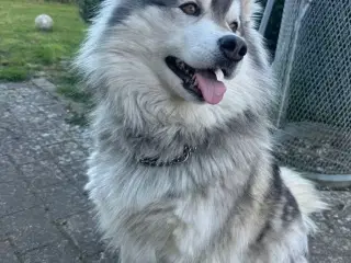 Husky