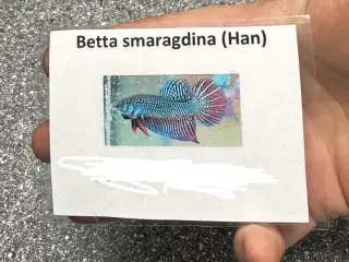 Betta