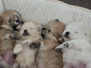 Pomeranian hvalpe , 4 søde drenge.