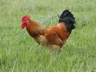 Rød Sussex haner