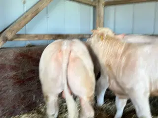 Charolais avlstyr