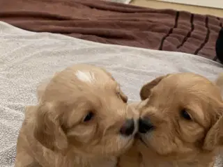 Cavapoo 