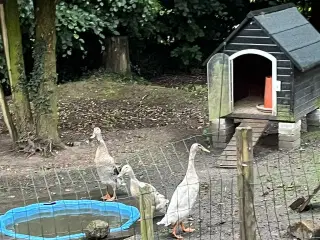 Løbeænder 4 stk