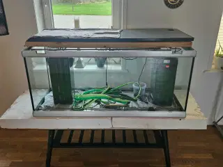 Akvarie sægles