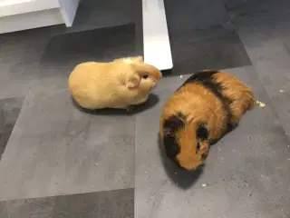 🐹 To søde marsvin søger nyt hjem – Alvin & Flamme