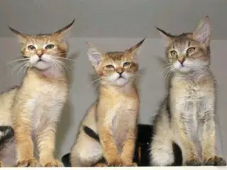 Charmende Chausie-kilinger