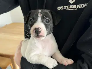 Super fine Jack russel hvalpe