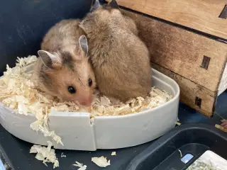 Hamster unger 