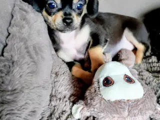 Dejlige små race blandings hvalpe 