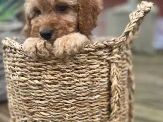 smukkeste Cockapoo