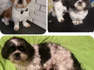 Shih Tzu Hvalpe 