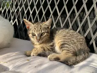 Kattekilling