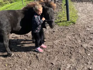 Børnevenlig Shetlandspony