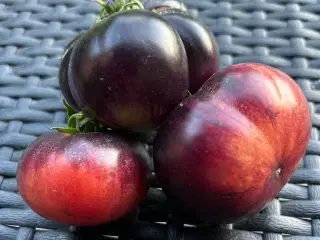Sunde frø af STORE tomater 🍅