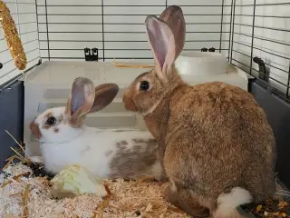 Kaniner + tilbehør 