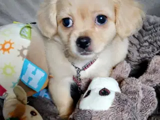 Dejlige små race blandinge