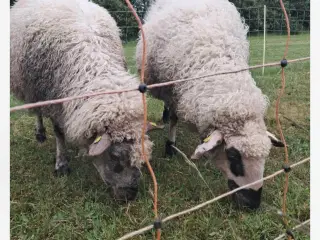 Får