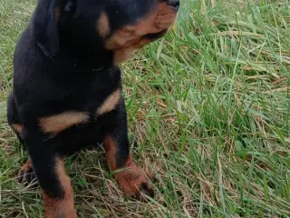 Rottweiler hvalpe