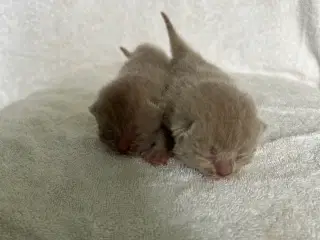 British shorthair killinger sælges