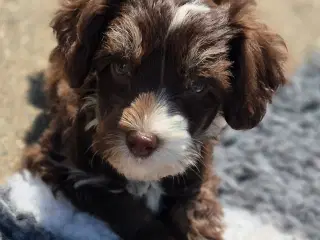 Hunde hvalp 