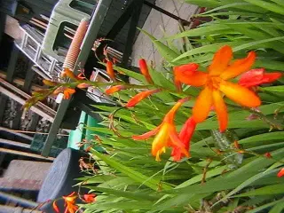 Stauder: Orange Monbrecia. 45,- kr.