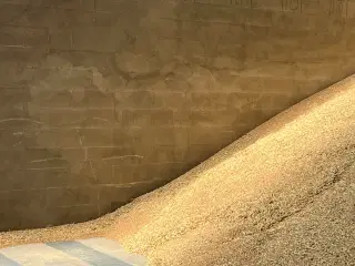 Havre, byg eller hvede