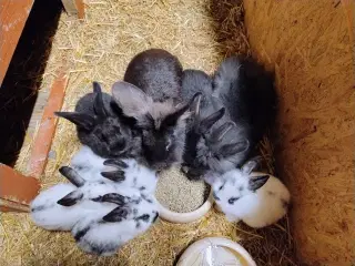 Kaninunger og mor