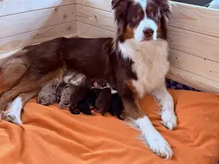Australian shepherd pige hvalp på 10 uger