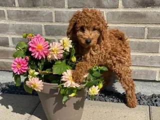  1 smuk mini Goldendoodle tilbage, doodle hvalpe