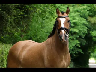 Rockfield Rocco