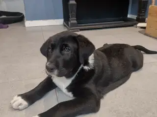 Bull Terrier blanding 