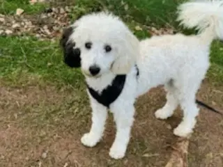 cockerdoodle, cockerpoo, doodle