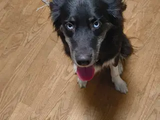 Tæve husky mix